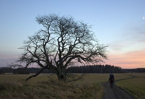 sunset moon tree sweden path haninge horsebackrider välsta swedishwhitebeam oxel picturesweden wintercount2012