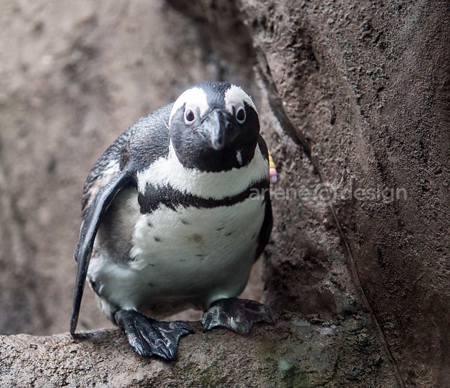 Vancouver Aquarium/Penguin Point