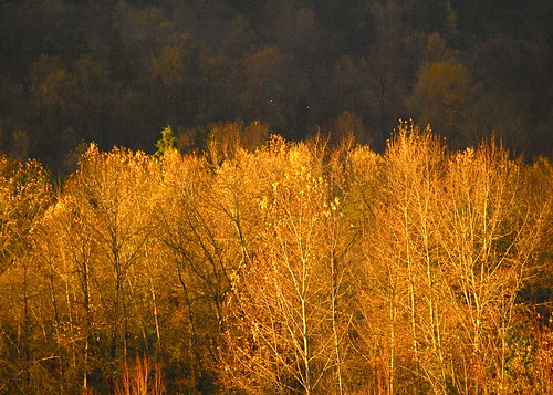autumn trees fall leaves autumntrees falltrees colourfulleaves beautifulleaves beautifultrees alltrees