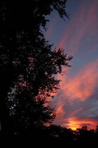 sunset sky orange tree beautiful silhouette florida