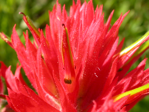native perennial herb red midsummer orobanchaceae scrophulariaceae castillejaminiata giantredindianpaintbrush bracts flower calyx corolla galea montana bridgerrange