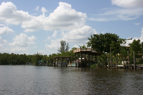 sea usa florida alligator everglades mangroves airboat chokoloskee