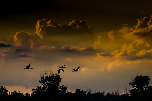 bird tuttlemarsh wildlife easttawas michigan unitedstates us sandhill crane