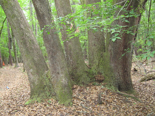 trees leaves landscapes woods southcarolina mothernature wannamakercountypark