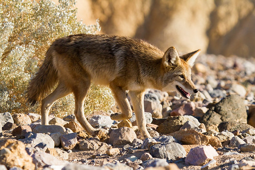 california coyote southwest photography deathvalley mojavedesert greatbasin deathvalleynationalpark canislatrans mandj98 jmpphotography jamesmarvinphelps stateroute190