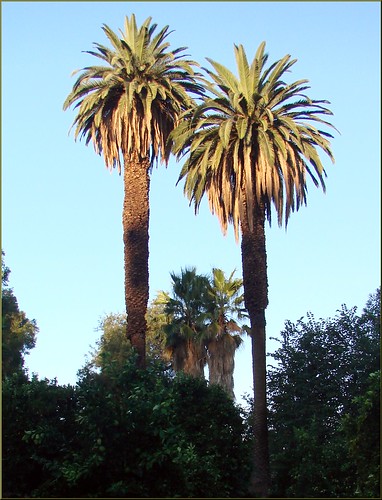 prospectpark palmtrees pergola morningsun redlandsca sequoiatrees orangegroves dgrahamphoto