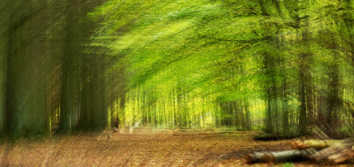 trees motion blur forest woods icm intentionalcameramovement