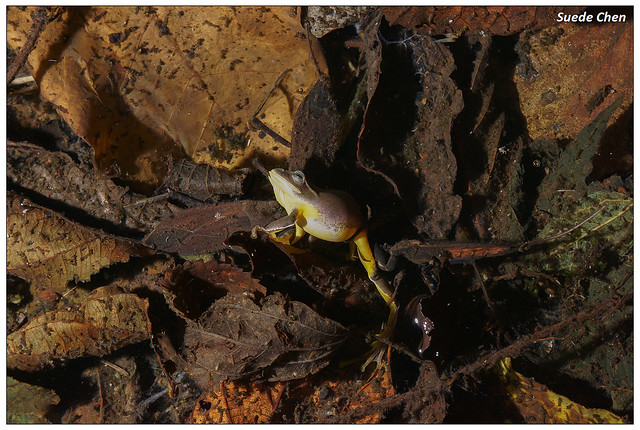 紅娘華捕食台北樹蛙 Rhacophorus taipeianus Liang & Wang, 1978