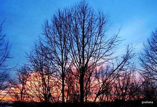 trees sunset sky alberi tramonto cielo inverno whinter nikoncoolpixs610