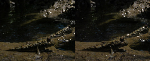 Periophthalmus argentilineatus, stereo parallel view