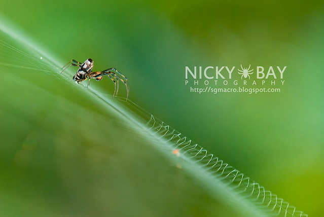 Big Jawed Spider (Opadometa sp.) - DSC_7196
