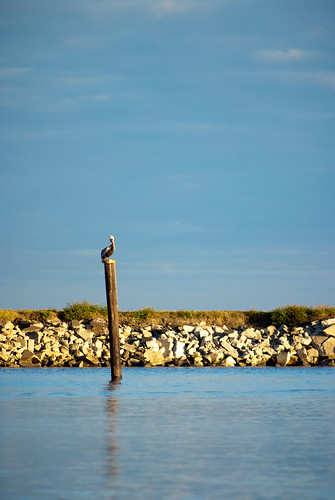 morning lake bird pelicans birds sunrise scott photography louisiana state neworleans pelican nola pontchartrain mohrman pwpartlycloudy