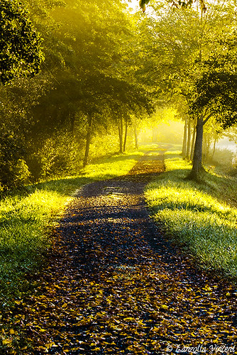 autumn colors yellow flickraward