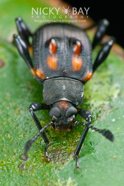 Darkling Beetle (Tenebrionidae) - DSC_3831