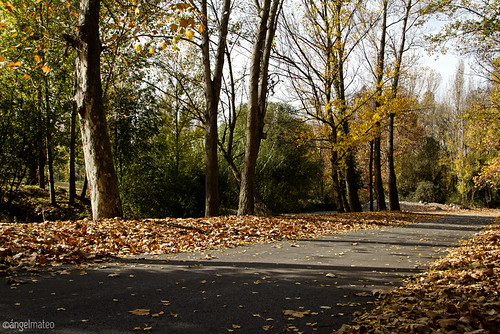 road autumn trees españa leaves yellow hojas andalucía spain árboles camino branches amarillo otoño almería ramas fondón ángelmartínmateo ángelmateo