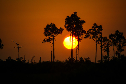 urlaub2012 usa florida everglades nationalpark sunset sonnenuntergang sun slashpine silhouette explore flickr10