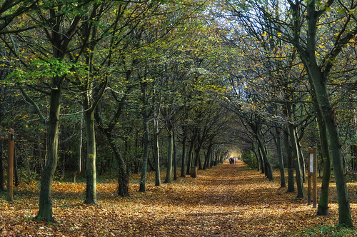 road autumn people france tree fall nature fairytale forest walking landscape nikon october long path group deep explore fantasy 2012 chantilly nationalgeographic d90 flickrfriday 85mm18 lostinthewoods