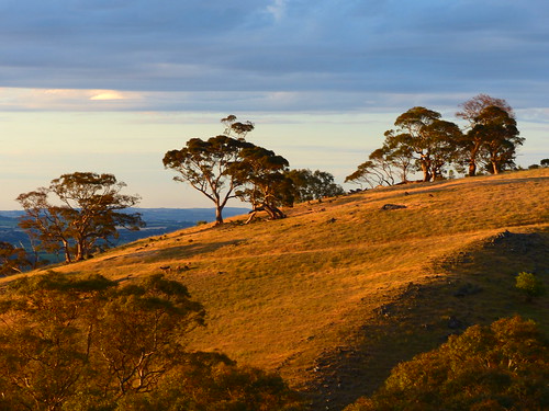 tree landscape eucalyptus southaustralia kaiserstuhl thebarossa