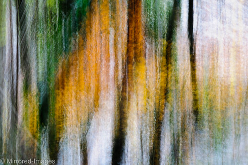 autumn trees abstract colour woodland landscape richmond northyorkshire icm intentionalcameramovement