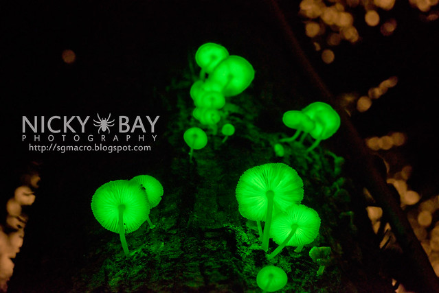 Bioluminescent Fungi (Mycena illuminans?) - DSC_8533