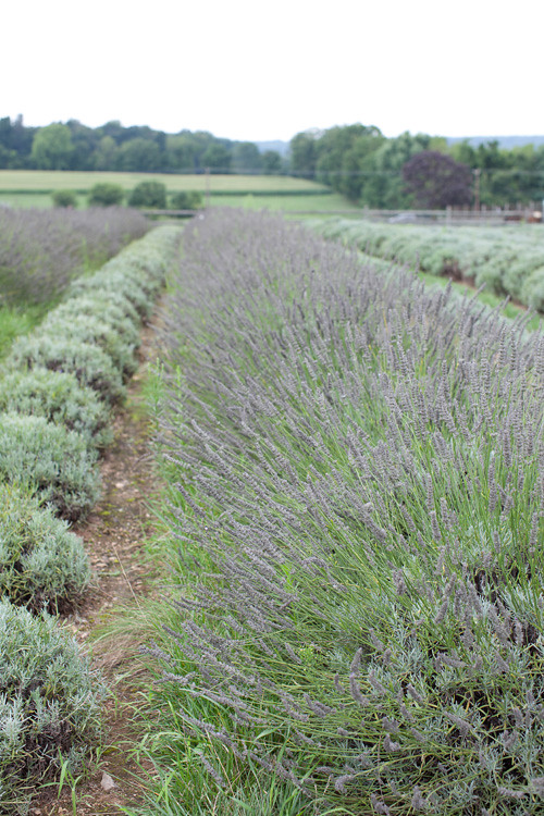 Lavender Farm 9