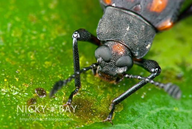 Darkling Beetle (Tenebrionidae) - DSC_3840