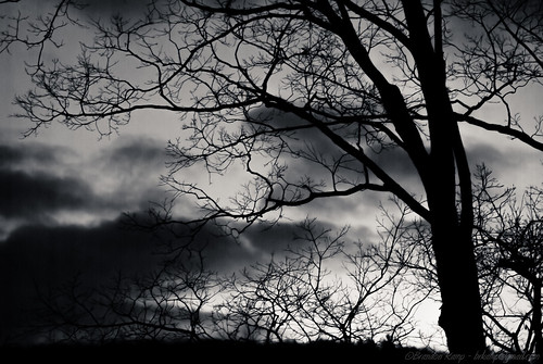 winter blackandwhite bw cold tree clouds sunrise dark skeleton dawn early scary branch branches creepy