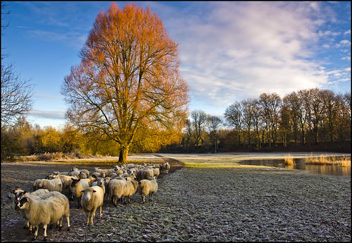 sheep tree caldicot castle casldicotcastlecountrypark monmouthshire