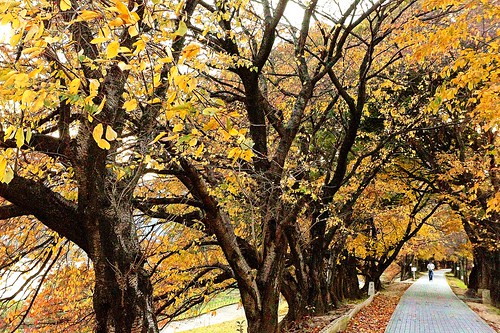 japan river kyoto autumnleaves 京都 紅葉 川 淀川 背割堤