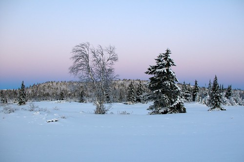 winter snow tree pine forest landscape day dusk clear birch sjusjøen pwwinter