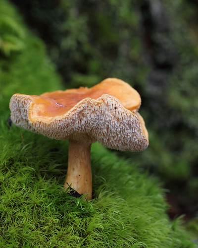 mushroom fungus hydnumrepandum
