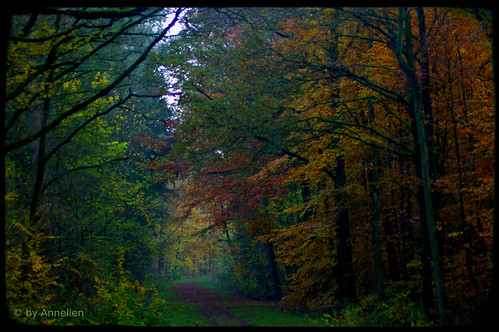 autumn fall nature netherlands herfst tamron authum pentaxk100d 70300mmmacro