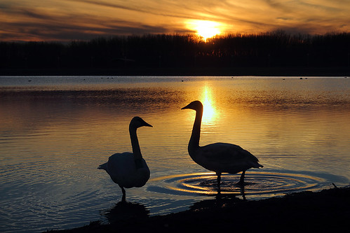 sunset orange sun beach water yellow swan pond ripples maumeebay mbsp