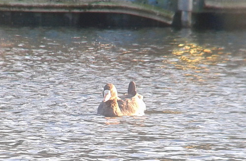 pond ducks goose greater waterfowl rarity dorney whitefronted ebird
