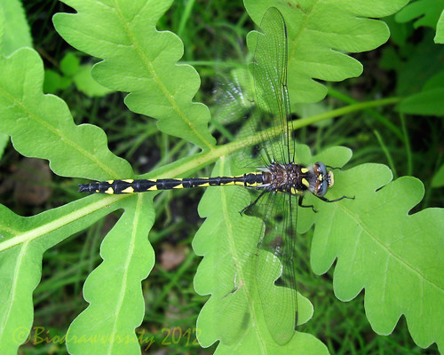 nature animal insect ma dragonfly wildlife greylock odonata odonate deltaspottedspiketail cordulegasterdiastatops