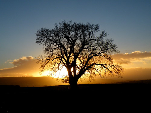 uk winter light sky cloud sun tree nature silhouette wales clouds countryside oak december 2012 rospix