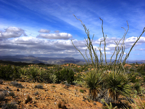 arizona desert ocotillocactus