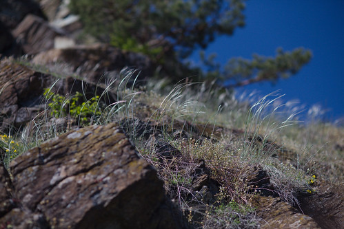 mohelno moravia serpentinite nature detail grass wind rock dry drought