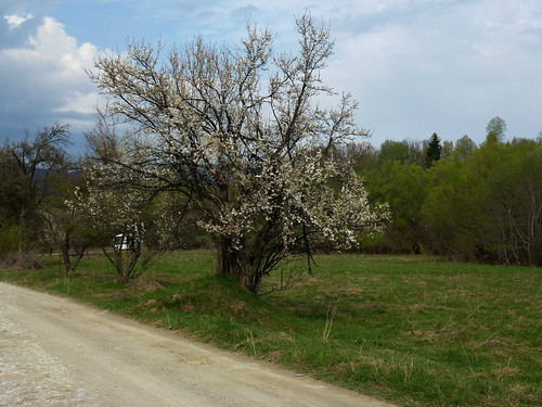landscape spring natur romania transylvania carpathians karpaterna rumänien2012 blommandeträdbuskar