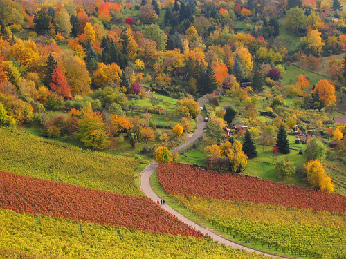 road autumn trees red people orange plants mountains green fall nature colors leaves lines yellow rural forest canon germany way landscape geotagged outdoors deutschland leaf vines europa europe seasons quilt wine stuttgart path stripes patterns hill felder tranquility aerialview foliage growth vineyards fields greenery recreation agriculture patchwork curve relaxation multicolored ursula bushes blätter grape variation colurful 2012 indiansummer wein weinberg sander g11 rotenberg vogelperspektive badenwürttemberg 2011 herbstfärbung strase 100faves 200faves birdseyeperspective 300faves 400faves batikart canonpowershotg11