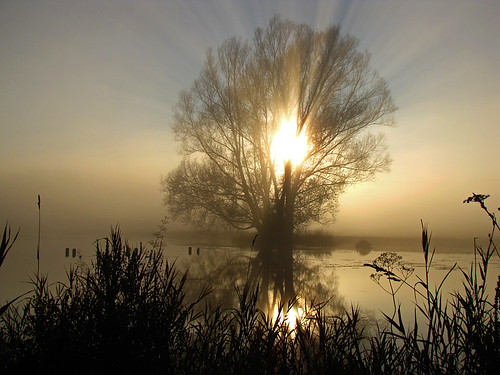 mist tree fog pond blinkagain
