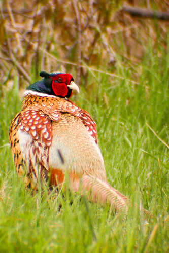 bird wildlife birding ornithology birdwatching oiseau faune ringneckedpheasant ornithologie faisandecolchide grandmanan2005