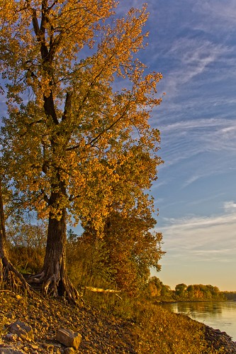fall nature river landscape fallcolors missouri cottonwood missouririver boonecounty