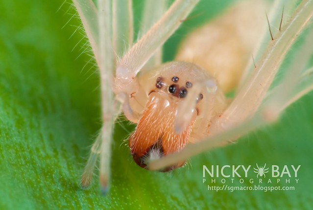Long-legged Sac Spider (Miturgidae) - DSC_4547