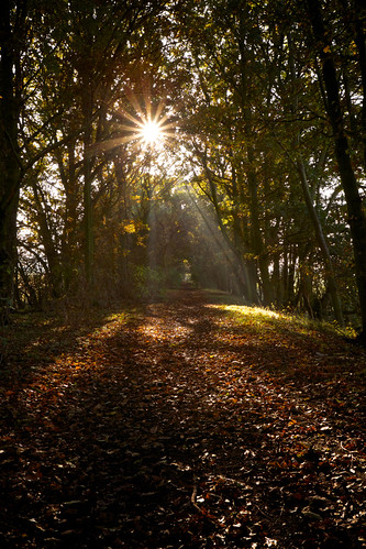 morning november autumn trees light shadow sun fall leaves haze path sunday rays essex beams wickhambishops