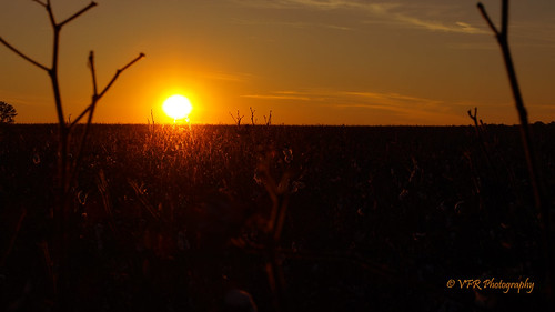 sunset red field silhouette yellow gold golden amber glow sundown dusk farm farming alabama silhouettes sunsets athens southern cotton crop fields glowing crops thesouth agriculture dixie silhouetted agricultural export cottonfield settingsun exports limestonecounty uplandcotton