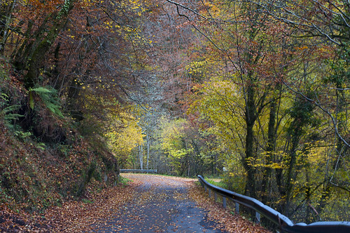 colores otoño arboleda carreterasasturianas 20tfárboles