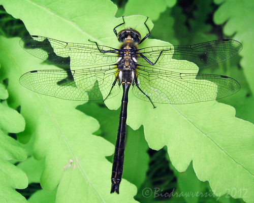animal insect ma dragonfly wildlife massachusetts greylock odonate corduliashurtleffii americanemerald