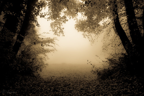 autumn blackandwhite nature fog landscape nikon 2012 nationalgeographic natgeo iamnikon d3100 nikond3100 dmarzai