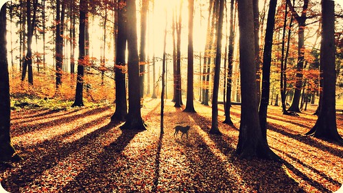 autumn trees light dog leaves sunshine forest sunrise season switzerland shadows mumfordsons whereyouinvestyourloveyouinvestyourlife